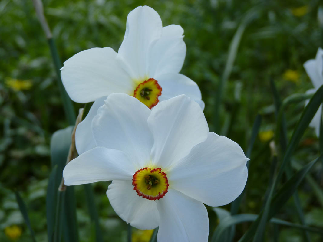 Narcissus poeticus 'Actaea' en fleurs dans une prairie montagnarde des Pyrénées